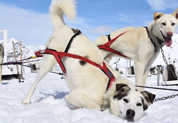 two sled dogs in Alaska on glacier