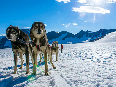 Alpine Air Alaska, Helicopter Tours, Girdwood,, Alaska, Sightseeing, Flightseeing, Dog Sled Team Glacier Adventure