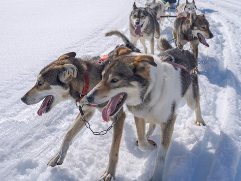 Alpine Air Alaska, Helicopter Tours, Girdwood, Alaska, Sightseeing, Flightseeing, Dog Sled Team