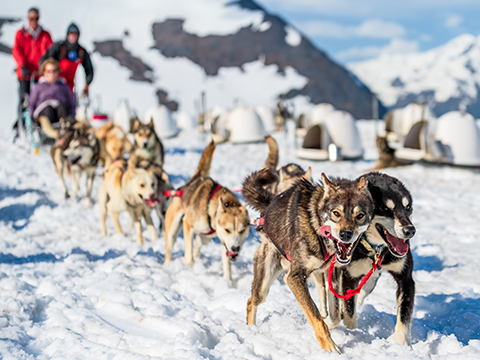 Alpine Air Alaska, Helicopter Tours, Girdwood, Alaska, Sightseeing, Flightseeing, Sled Team Huskies
