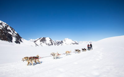 Dog Mushing in Alaska: Why Glacier Dogsledding Tours Matter